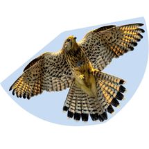 Aquilone Falco GU1230 Günther 1