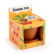 Coltivo il mio albero di banane RC-014265 Radis et Capucine 1