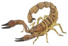 Figurina dello Scorpione PA50209 Papo 1