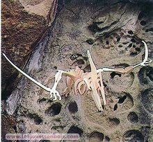 Pteranodonte J0155-261 Bones & More 1