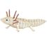 Modello 3D in carta Axolotl FR-11755 Fridolin 1
