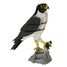 Modello 3D in carta falco FRI-11766 Fridolin 2