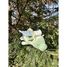 Peluche Drago il drago 53 cm NE-15210-51 Nemu Nemu 3