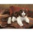 Burattino a mano Gatto Ragdoll FO-2558 Folkmanis 3