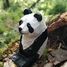 Figurina Panda in legno WU-40705 Wudimals 2
