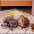 Peluche mamma gatta e il suo bambino grigio DE74801 Les Déglingos 4