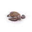 Figurina di tartaruga Caretta Caretta PA56005-2937 Papo 5