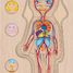 Puzzle del corpo umano, ragazza GK57362 Goki 5