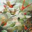 I colibrì HAECKEL WA539-500 Puzzle Michèle Wilson 3
