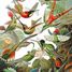 I colibrì HAECKEL WA539-500 Puzzle Michèle Wilson 4