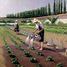 I giardinieri di Caillebotte A881-650 Puzzle Michèle Wilson 2