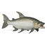 Statuetta di pesce tigre Golia PA-56065 Papo 1