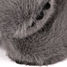Peluche koala grigio con peso 40 cm HO3365 Histoire d'Ours 8