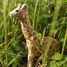 Figurina giraffa in legno WU-40454 Wudimals 3