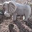 Figurina elefante in legno WU-40453 Wudimals 4