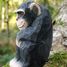 Figurina Scimpanzé in legno WU-40722 Wudimals 3