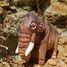 Figurina Mammut in legno WU-40907 Wudimals 3
