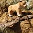 Figurina cucciolo di leone in legno WU-40463 Wudimals 2