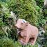 Figurina mucca dell'altopiano in legno WU-40609 Wudimals 2