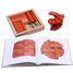 Cofanetto di 40 tavole rosse e arancioni con libro d'arte KARLRP22-4356 Kapla 4