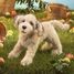 Burattino a mano Cane Labradoodle FO-3136 Folkmanis 3