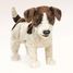 Burattino a mano Jack Russell Terrier FO-2848 Folkmanis 6