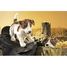 Burattino a mano Jack Russell Terrier FO-2848 Folkmanis 5