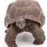Statuetta di tartaruga delle Galapagos PA50161-3929 Papo 5