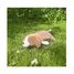 Peluche Vick il cane marrone 54 cm NE-48904-37 Nemu Nemu 4