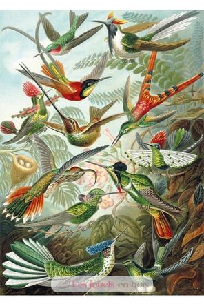 I colibrì HAECKEL WA539-500 Puzzle Michèle Wilson 2