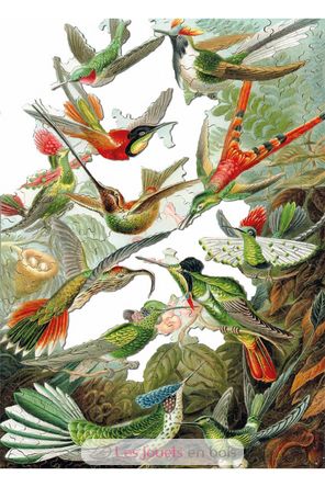 I colibrì HAECKEL WA539-500 Puzzle Michèle Wilson 4