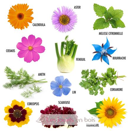 Semi di fiore farfalla da seminare RC-140948 Radis et Capucine 3