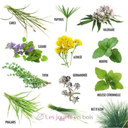 Semi di piante adatti ai gatti RC-140947 Radis et Capucine 2