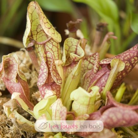 Coltivo la mia pianta carnivora RC-027001 Radis et Capucine 6