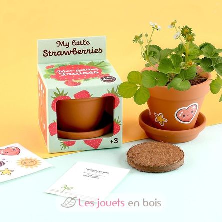 Coltivo il mio albero di fragole RC-027913 Radis et Capucine 5