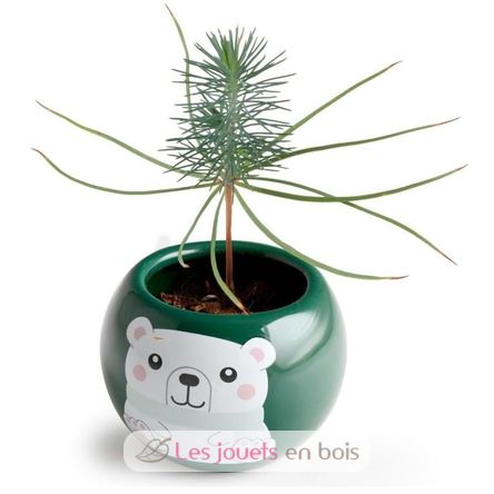 Il mio albero di Natale da coltivare RC-143304 Radis et Capucine 5